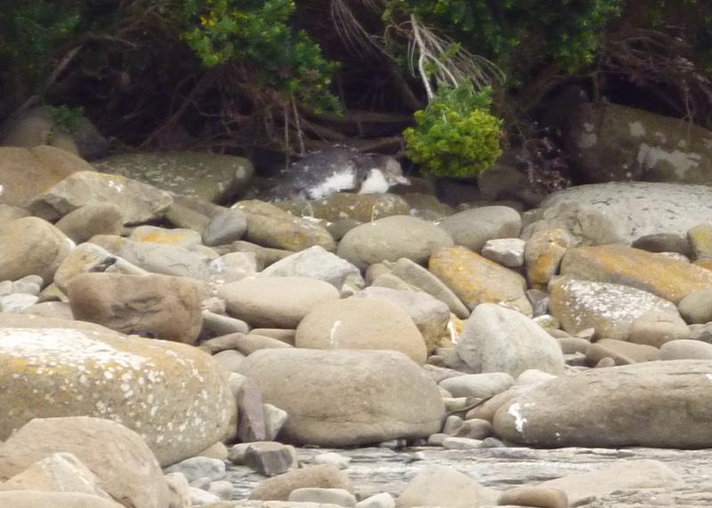 008 Curio Bay Penguin 24th Feb 2013.JPG